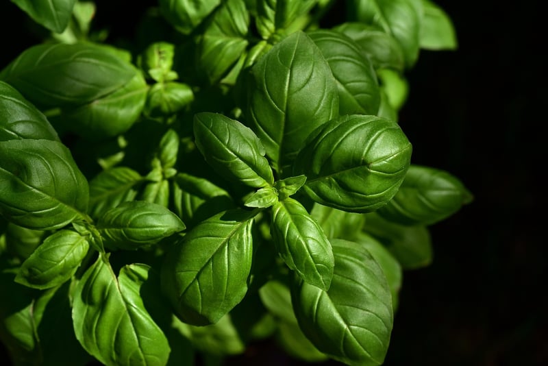 Culinary Herbs