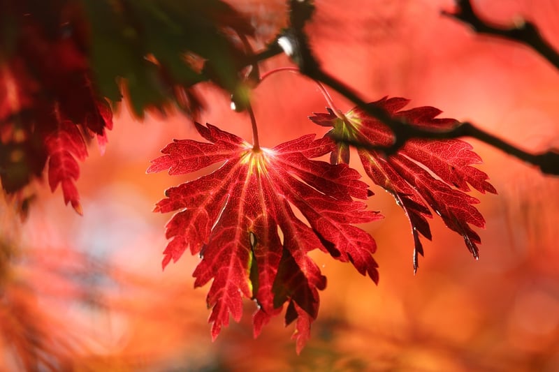 Fall Planting