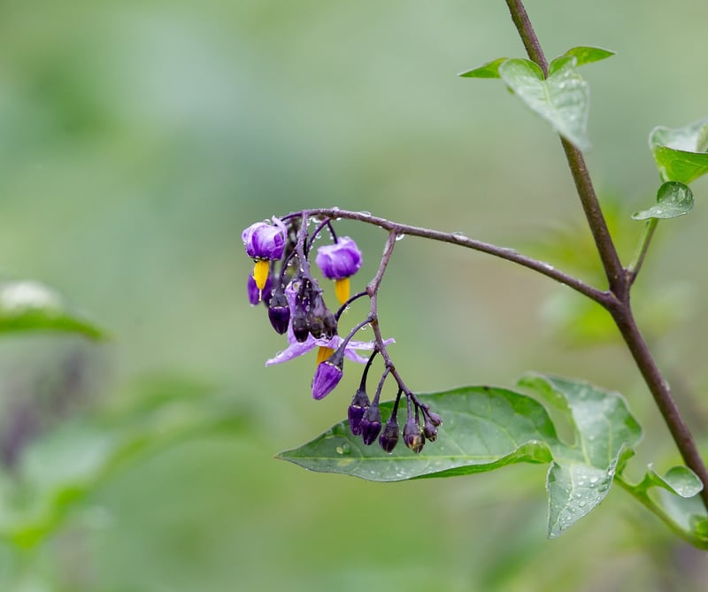 Enchanter's Nightshade