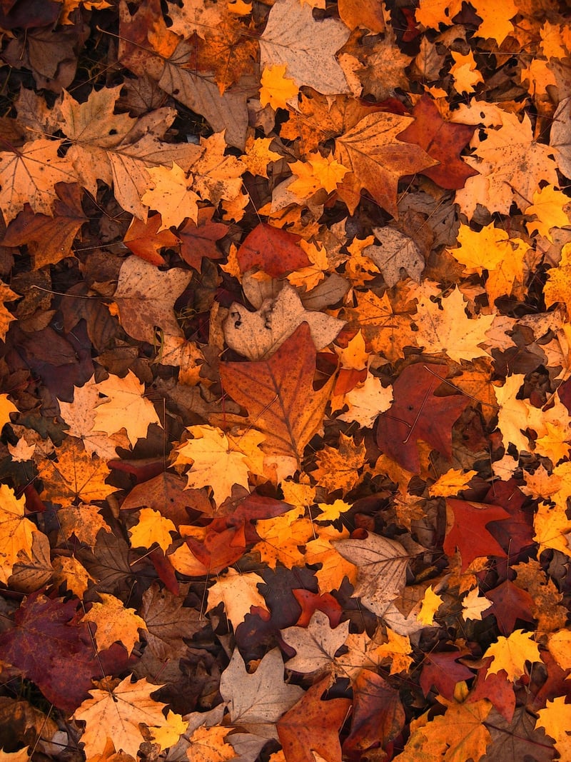 Fall Garden