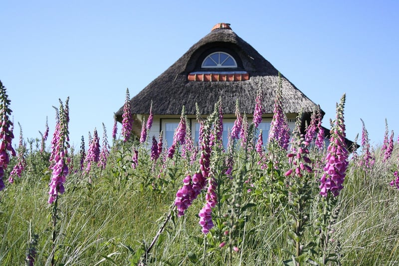 Foxglove