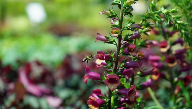 Foxglove