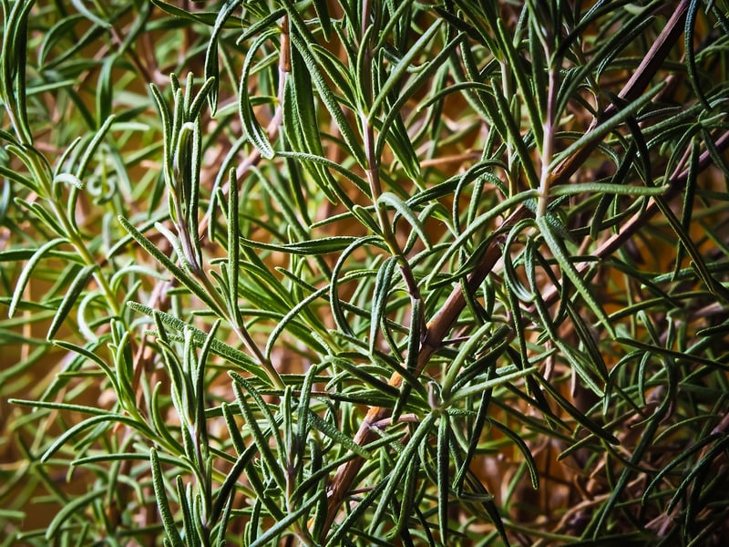 Fresh Rosemary