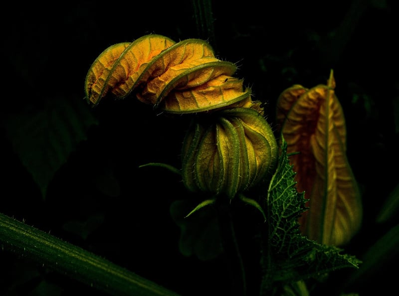 Zucchini
